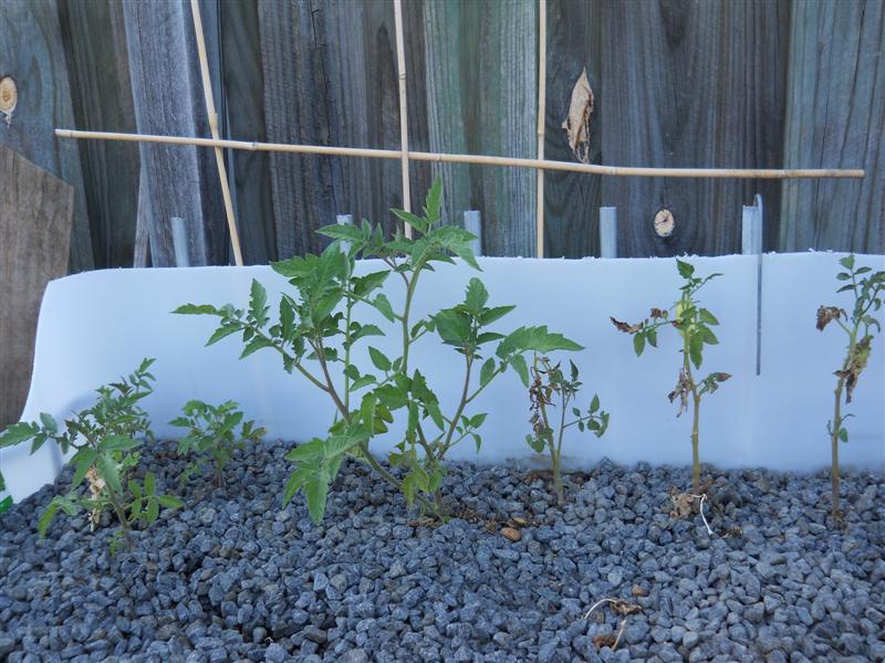 Growth since Broc pulled.jpg