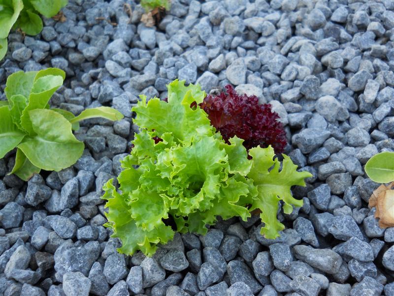 Lettuce planted correct depth.jpg
