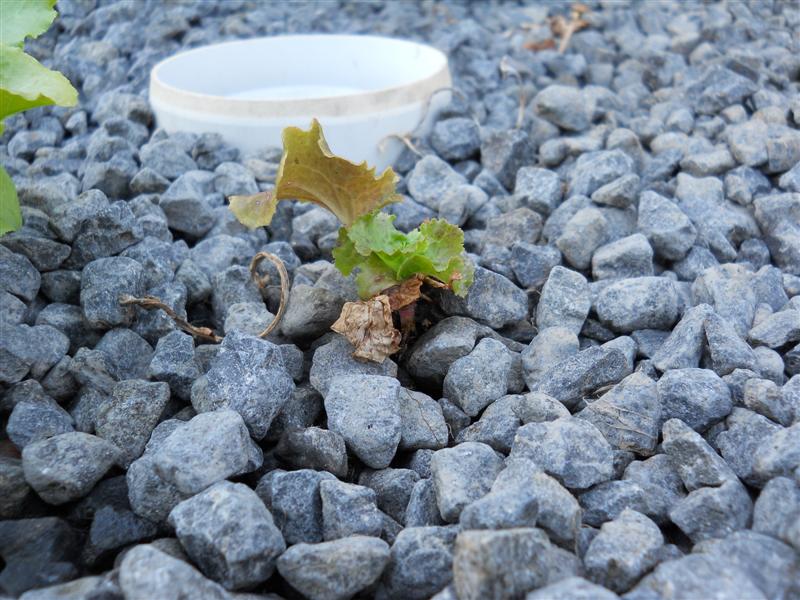 Leetuce Just Lifted.jpg