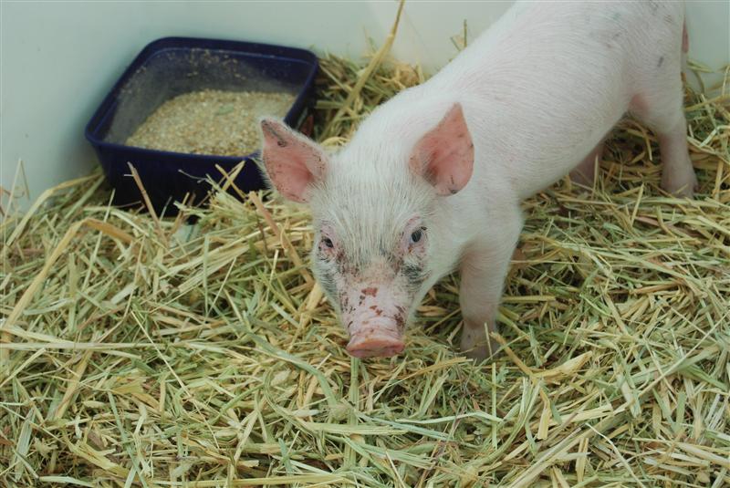 DSC_1047 (Custom).JPG