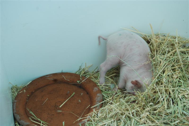 DSC_1056 (Custom).JPG