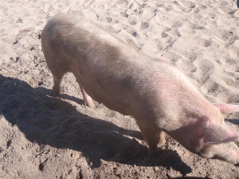 P1110497 (Custom).JPG