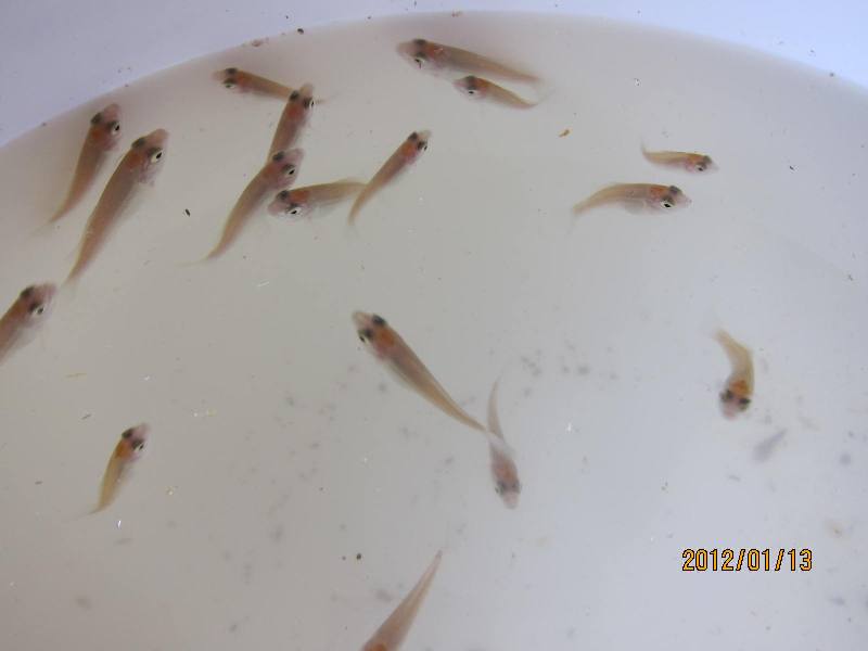 120114 silver perch 3.JPG