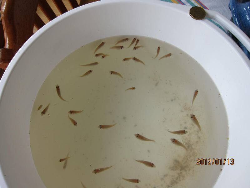 120114 silver perch.JPG