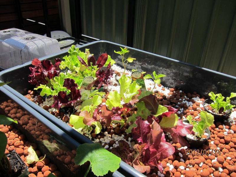 Trial letture growing in grow bed media.JPG