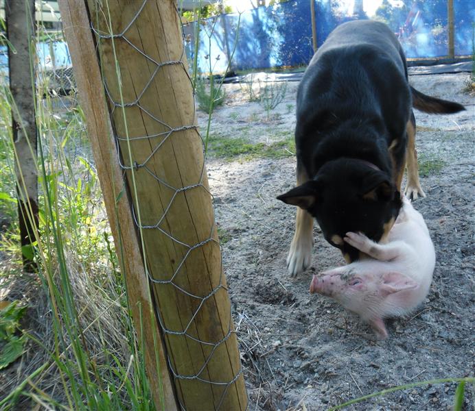 SAM_0828 joker and brad (Custom).jpg