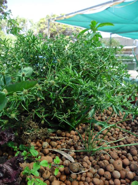 SAM_1252 (Medium).JPG