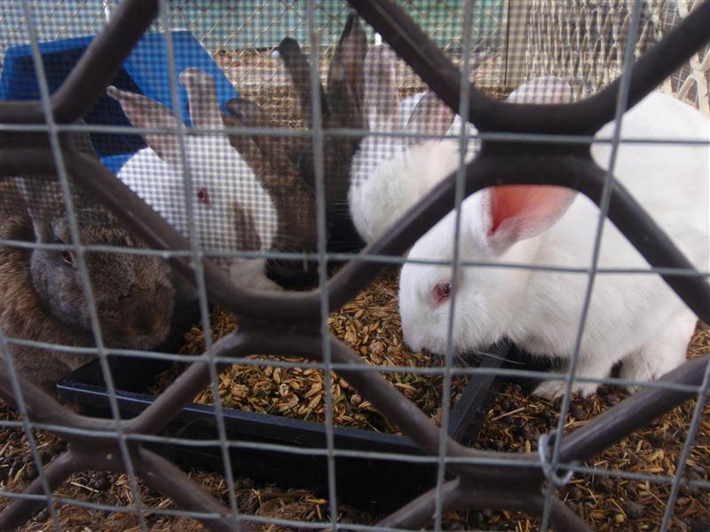 P1060404 (Custom).JPG