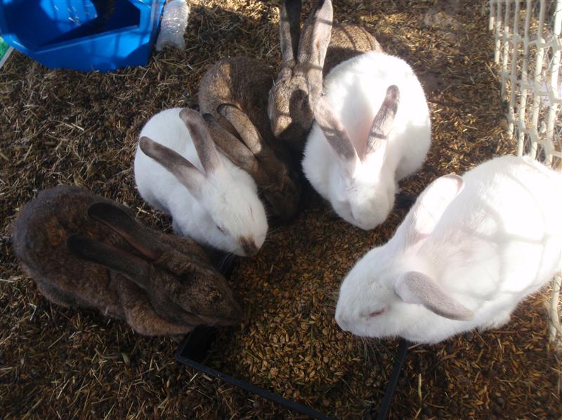 P1060406 (Custom).JPG