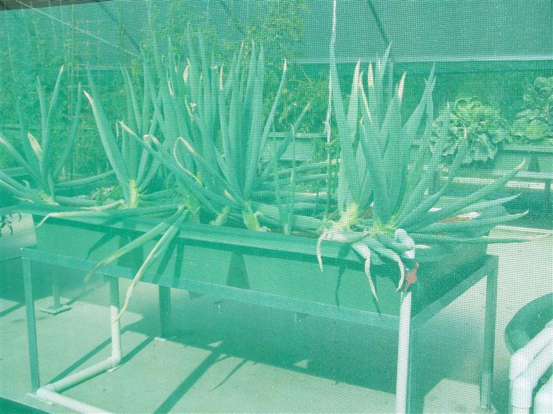 100_6797 (Custom).JPG