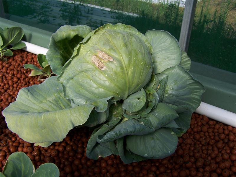 100_6773 (Custom).JPG