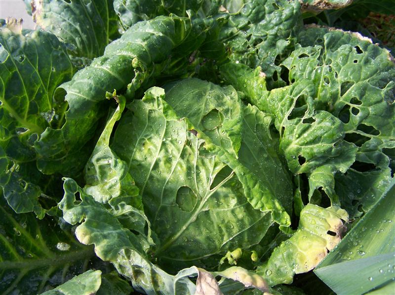 100_6776 (Custom).JPG