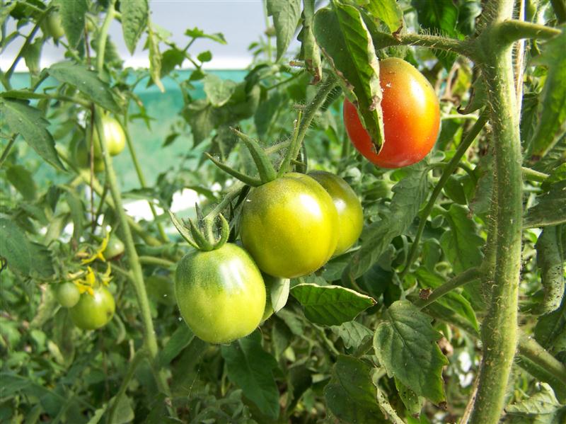 100_6788 (Custom).JPG