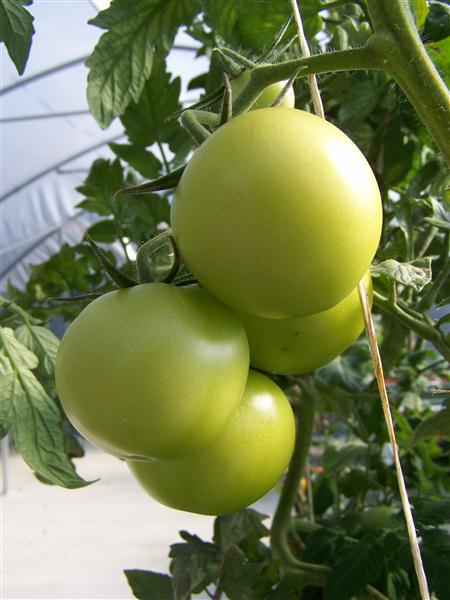 100_6789 (Custom).JPG