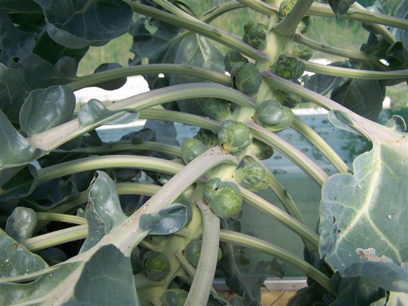 100_6780 (Custom).JPG