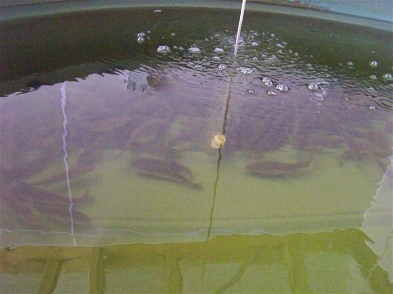 100_6791 (Custom).JPG