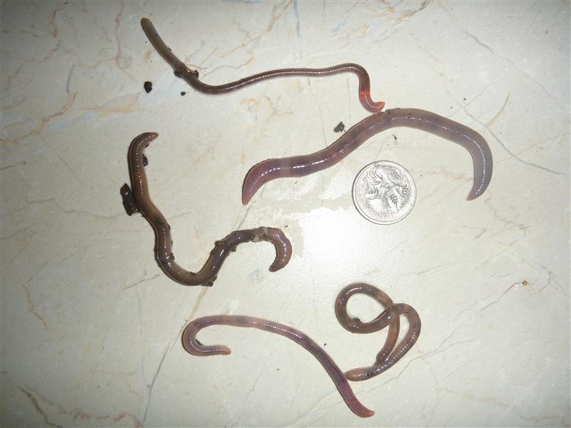 Worms.JPG