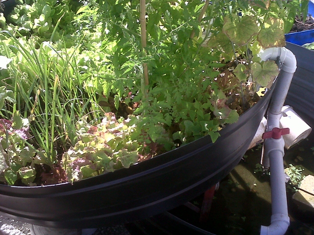 IMG00164-20110410-0810 (640x480).jpg