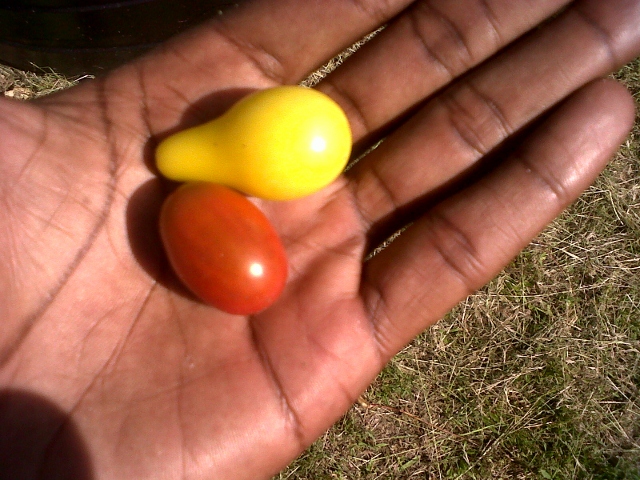 IMG02445-20110103-0944 (640x480).jpg