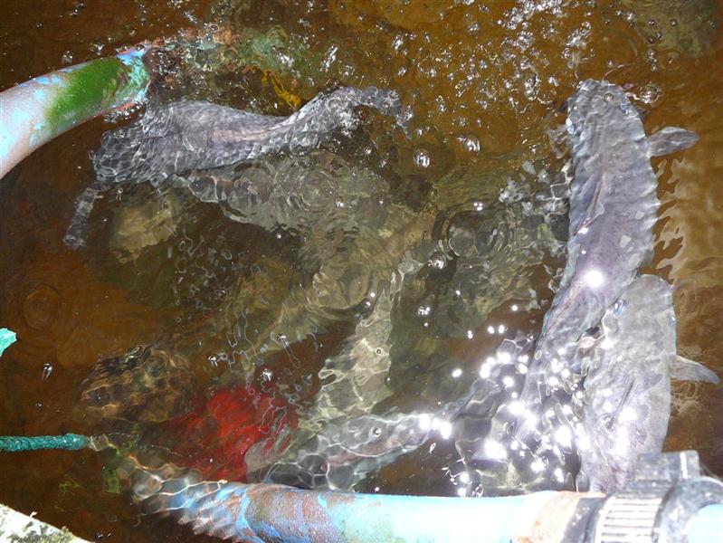 P1050679 (Custom).JPG