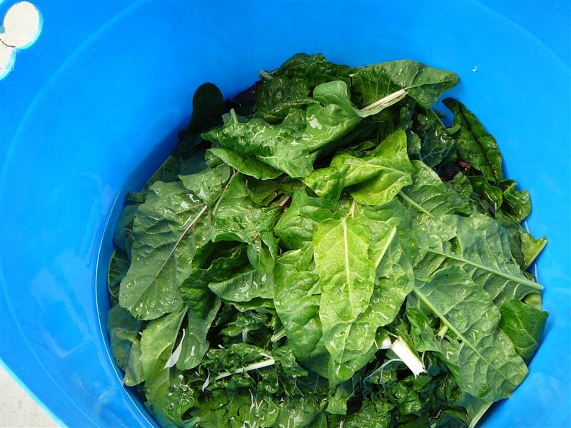 P1050731 (Custom).JPG