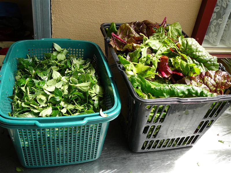 P1050736 (Custom).JPG