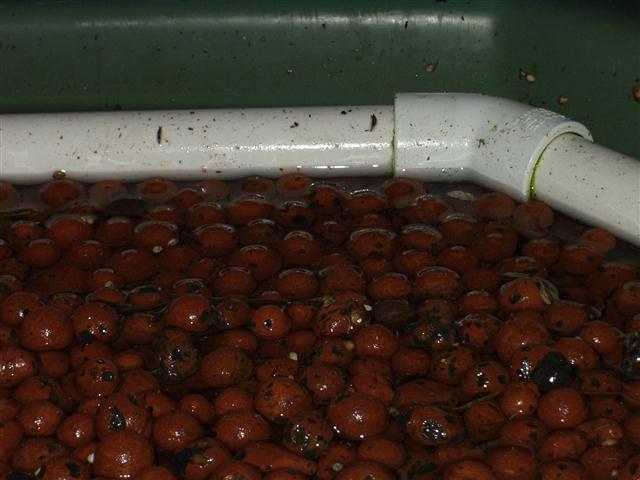 Baby slugs (Small).jpg