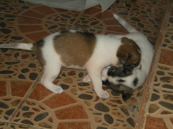 Future Guard Dogs in Training.jpg