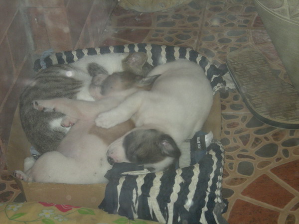 real good secuurity.jpg