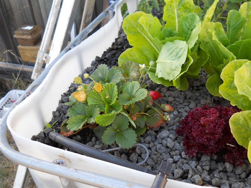 Strawberries 31 Jan 2012.jpg