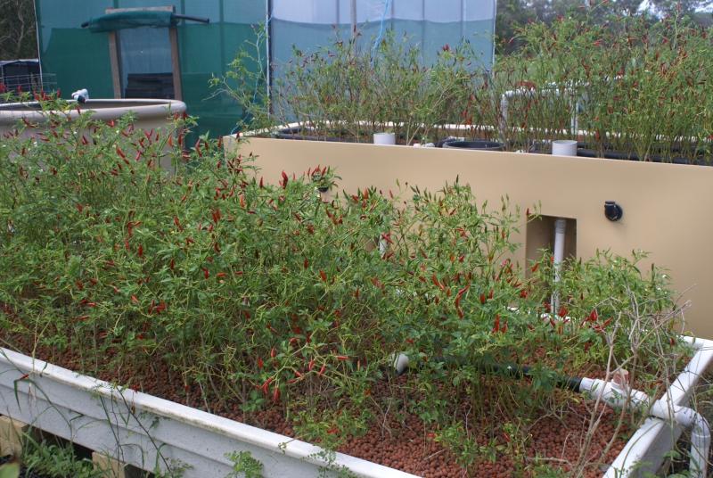 5 weeks no cycle chillies.jpg