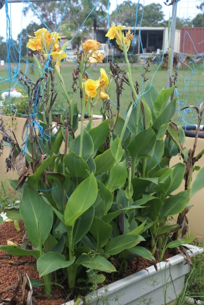 5 weeks no cycle Canna.jpg