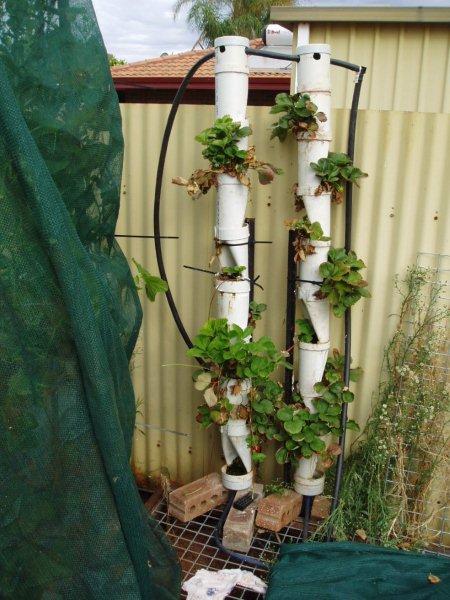 strawberry towers.jpg