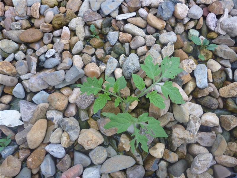 orig tom seedling.JPG