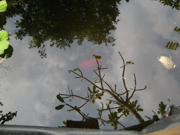 DSCN6855Our First Pond.jpg