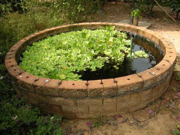 DSCN6857Our First Pond.jpg