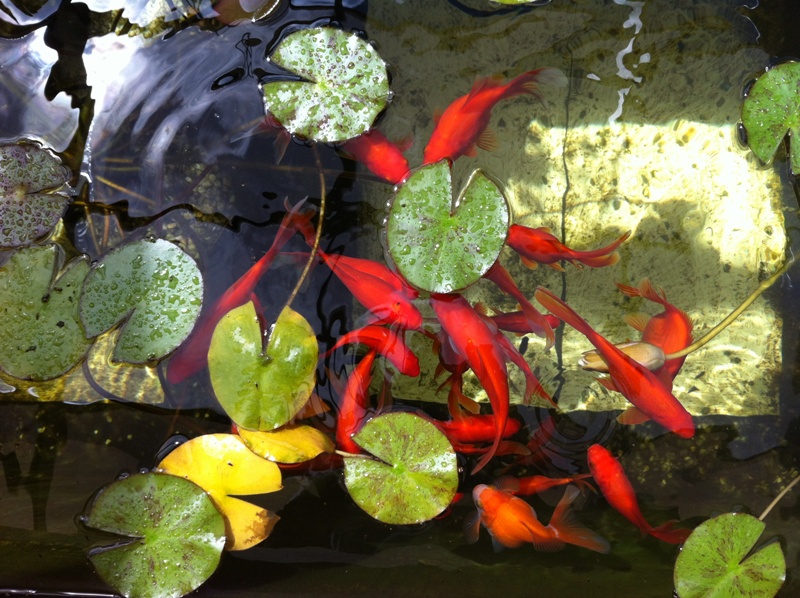 1202 05 iphone snap shot of gold fishes2.jpg