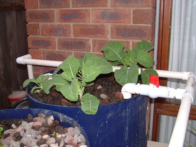 aquaponics 362007 011.jpg