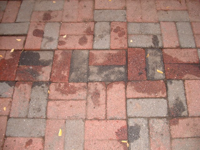 aquaponics 362007 012.jpg