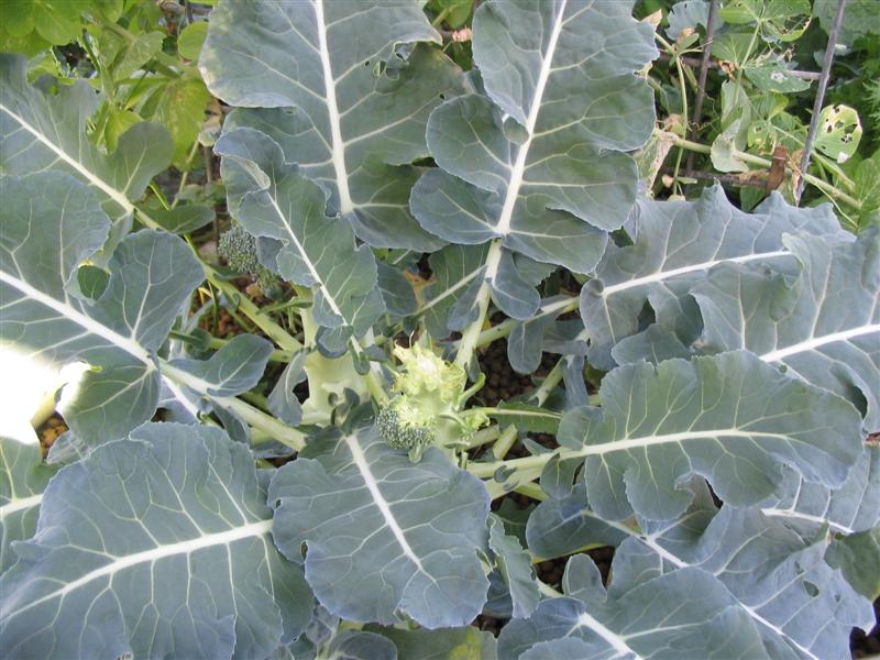 IMG_2221 (Medium).jpg