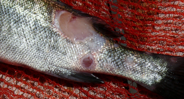 P1070042 (640x346).jpg