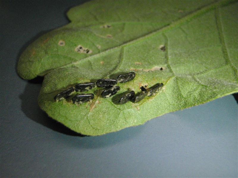 P2170160 (Custom).JPG