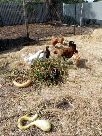 P2180106 (Small).JPG