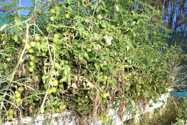 Tomatos by the 000s.jpg