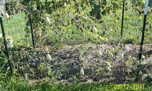 Egg_Gourds.JPG