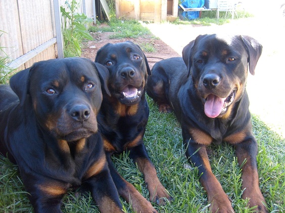 dadmumandbarkly small.jpg