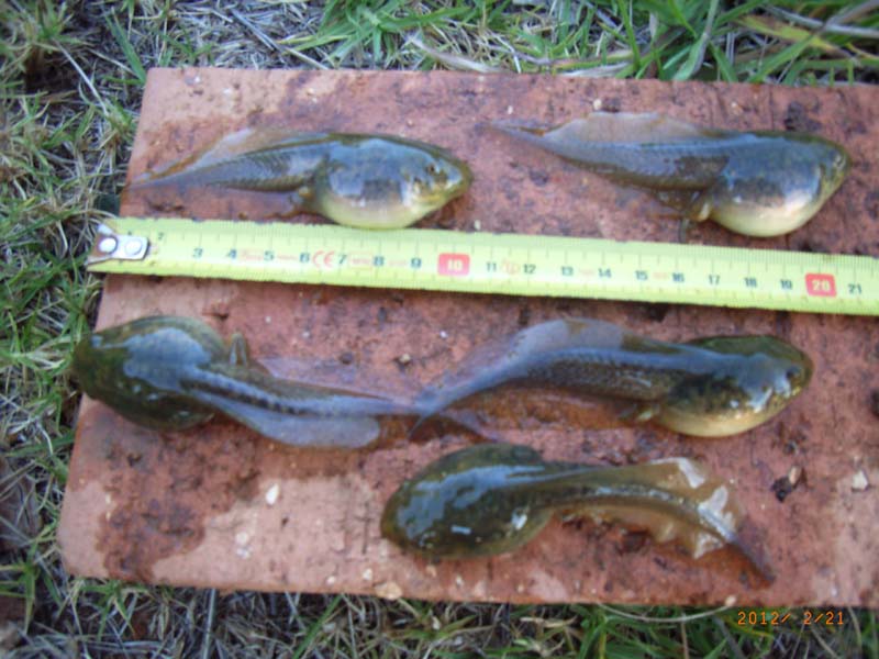 tadpoles.jpg