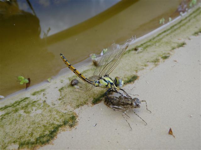 P3030002 (Small).JPG