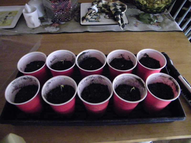 moringa seedlings - just starting.jpg