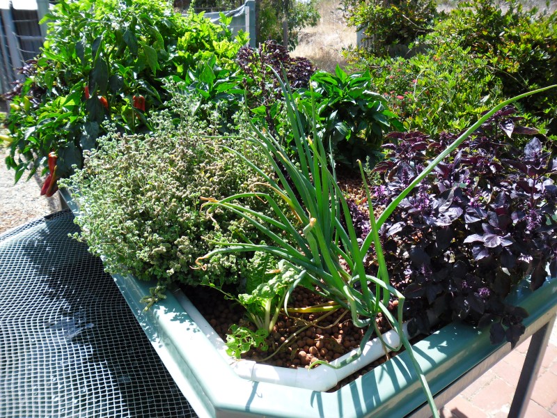 SAM_0003 (Custom).JPG